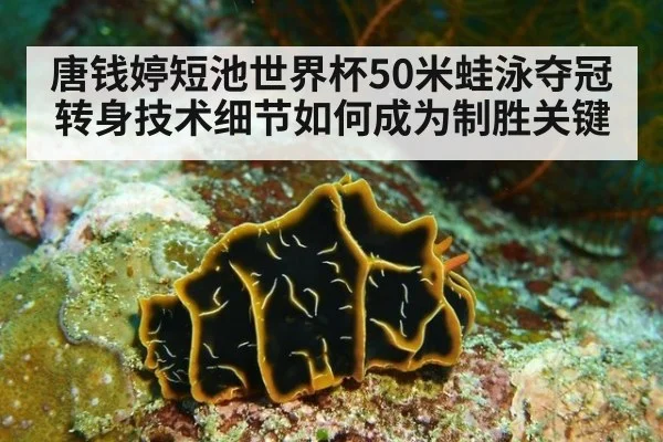 唐钱婷短池世界杯50米蛙泳夺冠 转身技术细节如何成为制胜关键